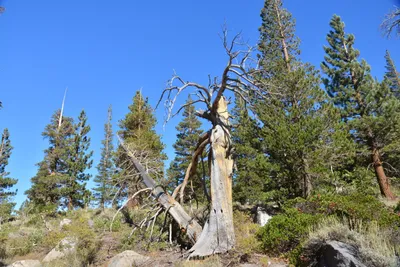 DSC_7833 (Large).JPG